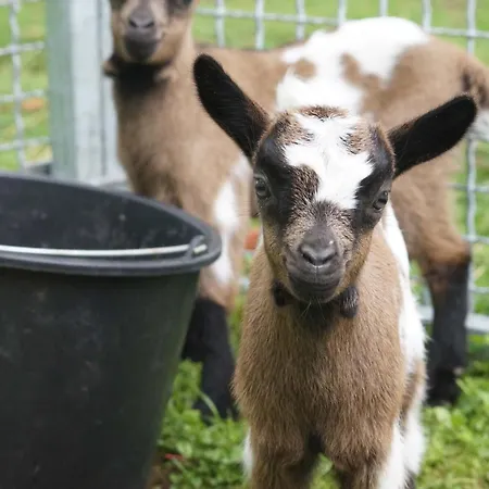 Insolites A La Ferme - Yourte, Kota Ou Pod Vakantiehuis Farbus